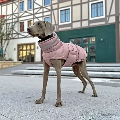 ropa para perro gran danés en AliExpress México